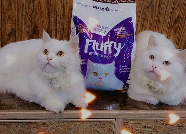 fluffy-cat-food